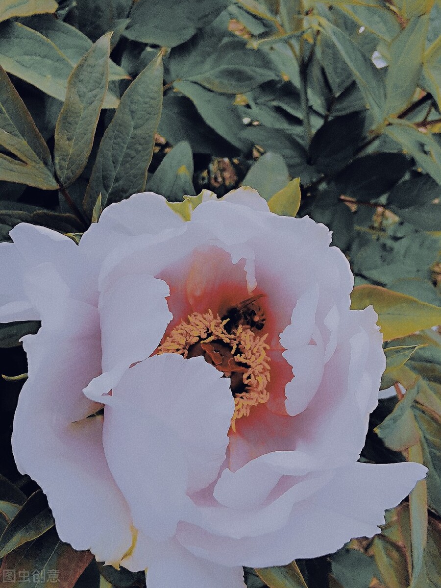 离离原上草一岁一枯荣的翻译,离离原上草一岁一枯荣诗句的意思