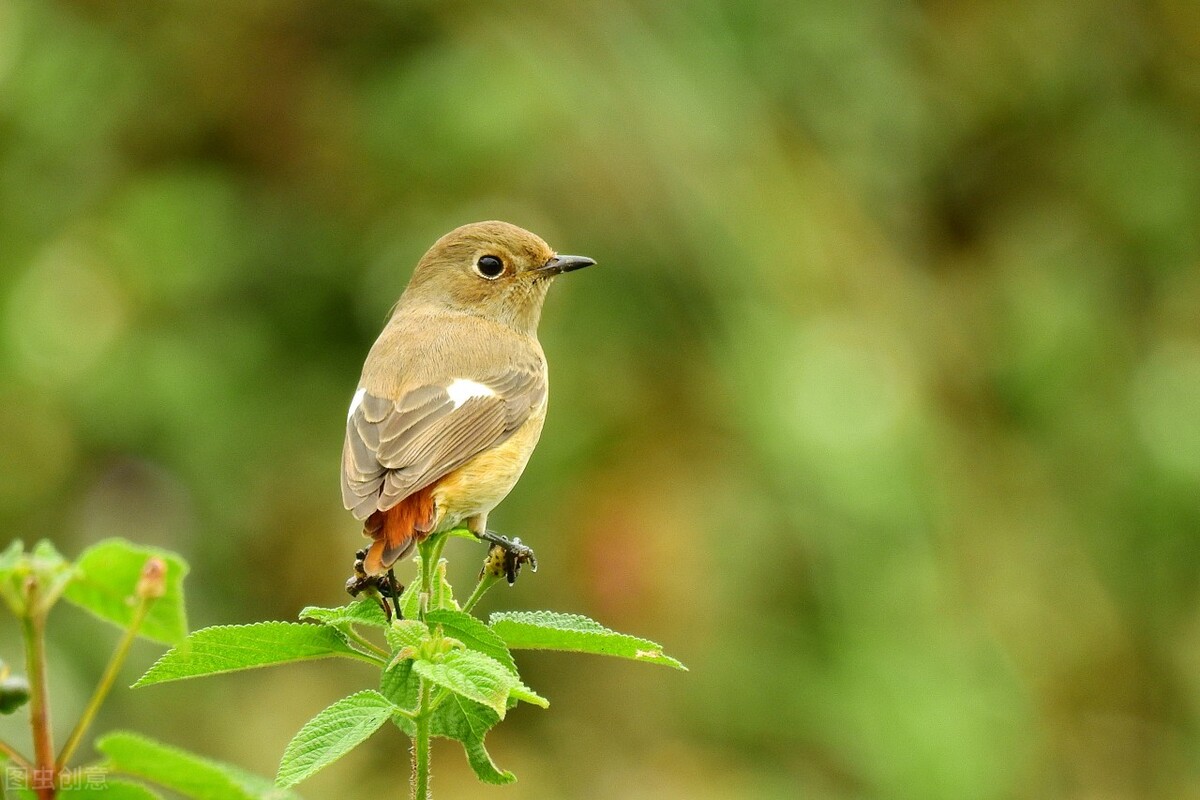 女娲造人的方法概括,女娲造人运用了什么的手法