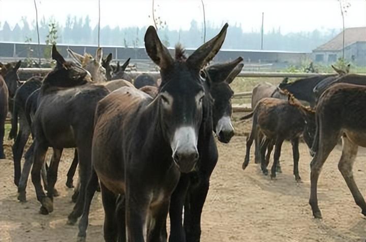 养三十头驴成本利润,养50头驴一年多少利润