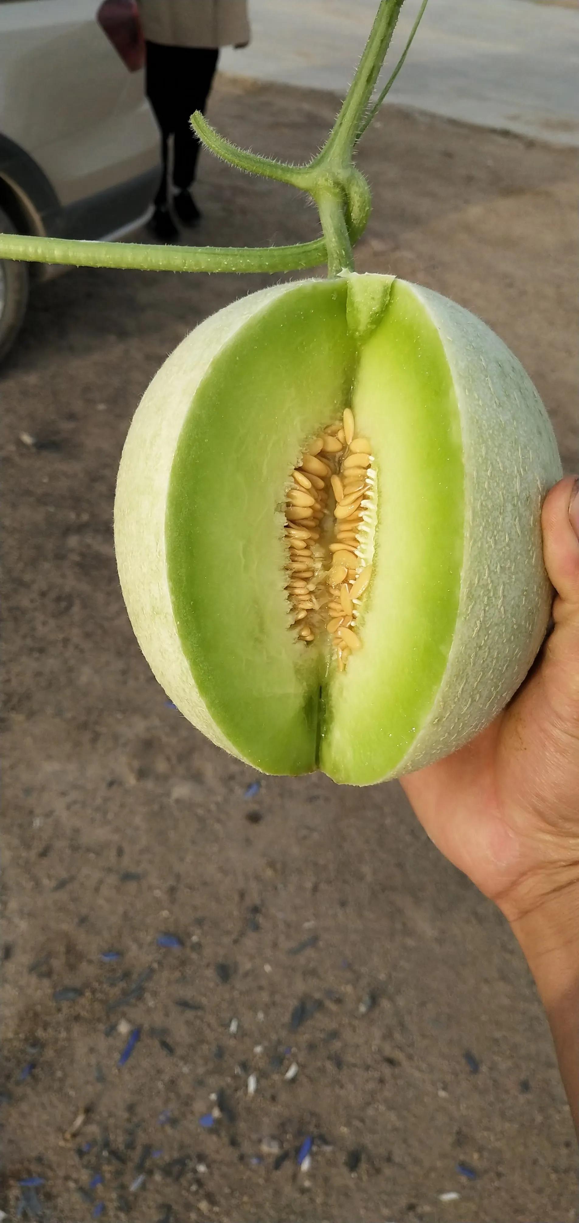 浣犵煡閬撶殑杞熀鍥犱綔鐗╂湁鍝簺,鏈夊摢浜涜浆鍩哄洜浣滅墿杩樻湭鐮旂┒