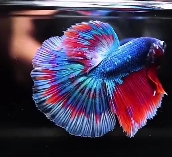 泰国斗鱼饲养注意事项和禁忌,养泰国斗鱼注意事项及禁忌