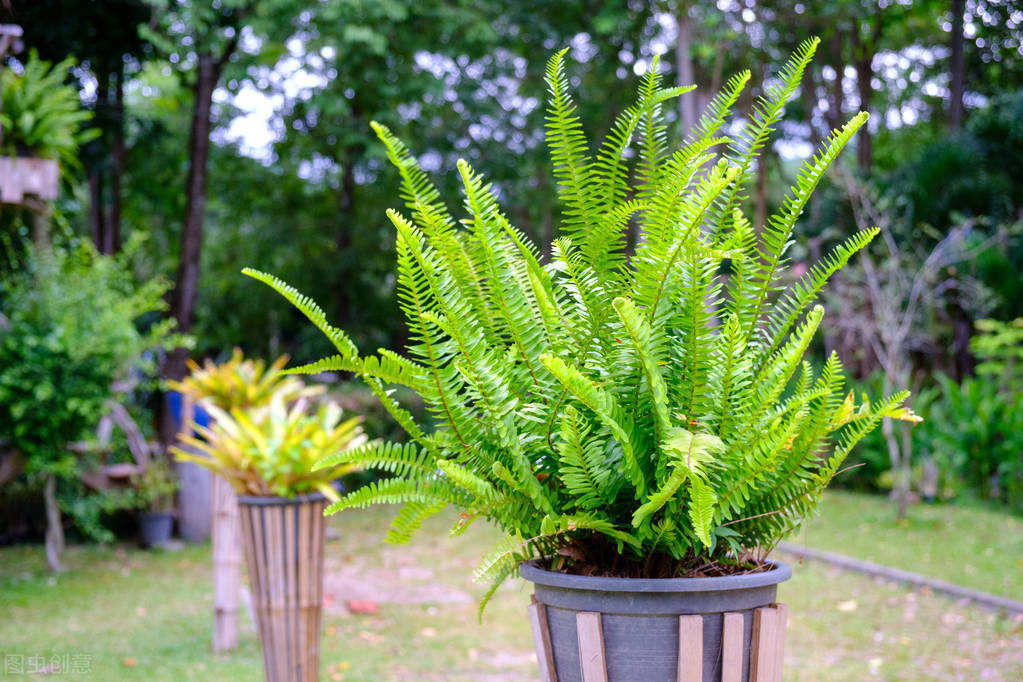 太实用了！45种常见植物养殖方法大全