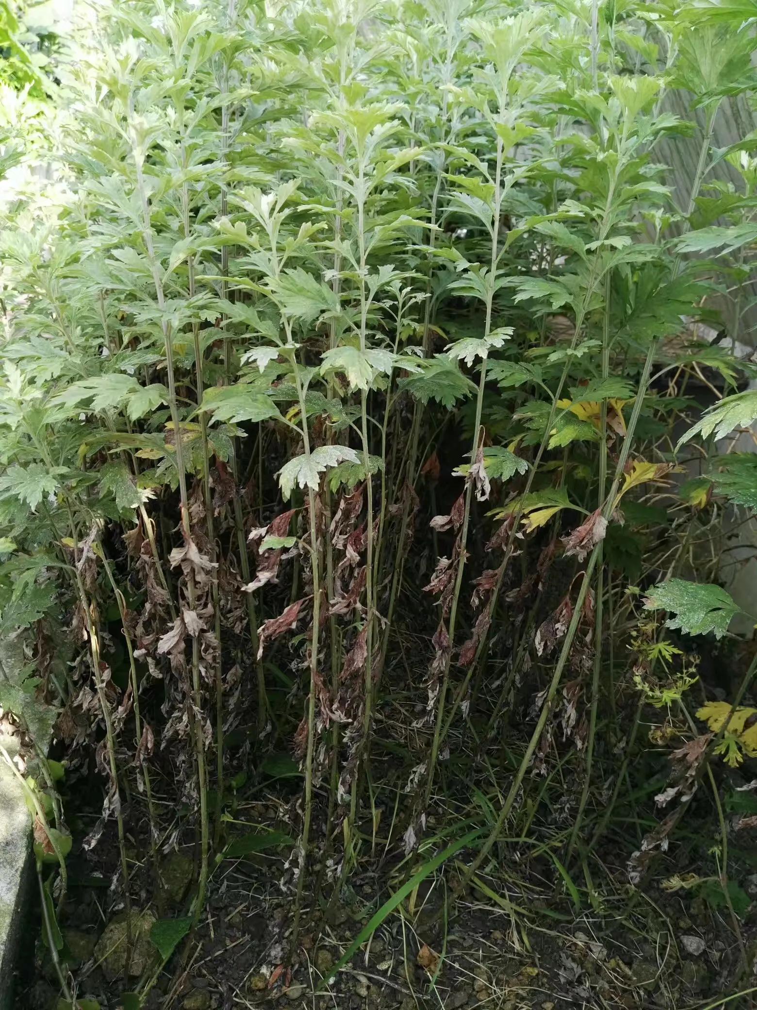 红尘有田园之九——艾草