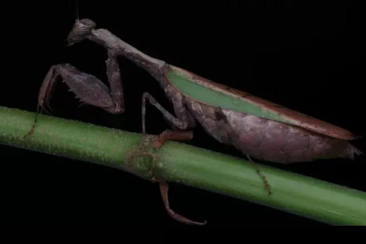 螳螂吃掉自己丈夫的头,螳螂为什么吃掉配偶螳螂吃蛇