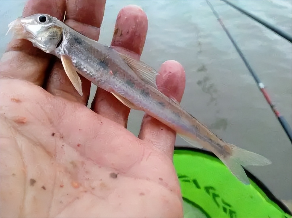 农村小杂鱼大全,农村5种不起眼的小杂鱼