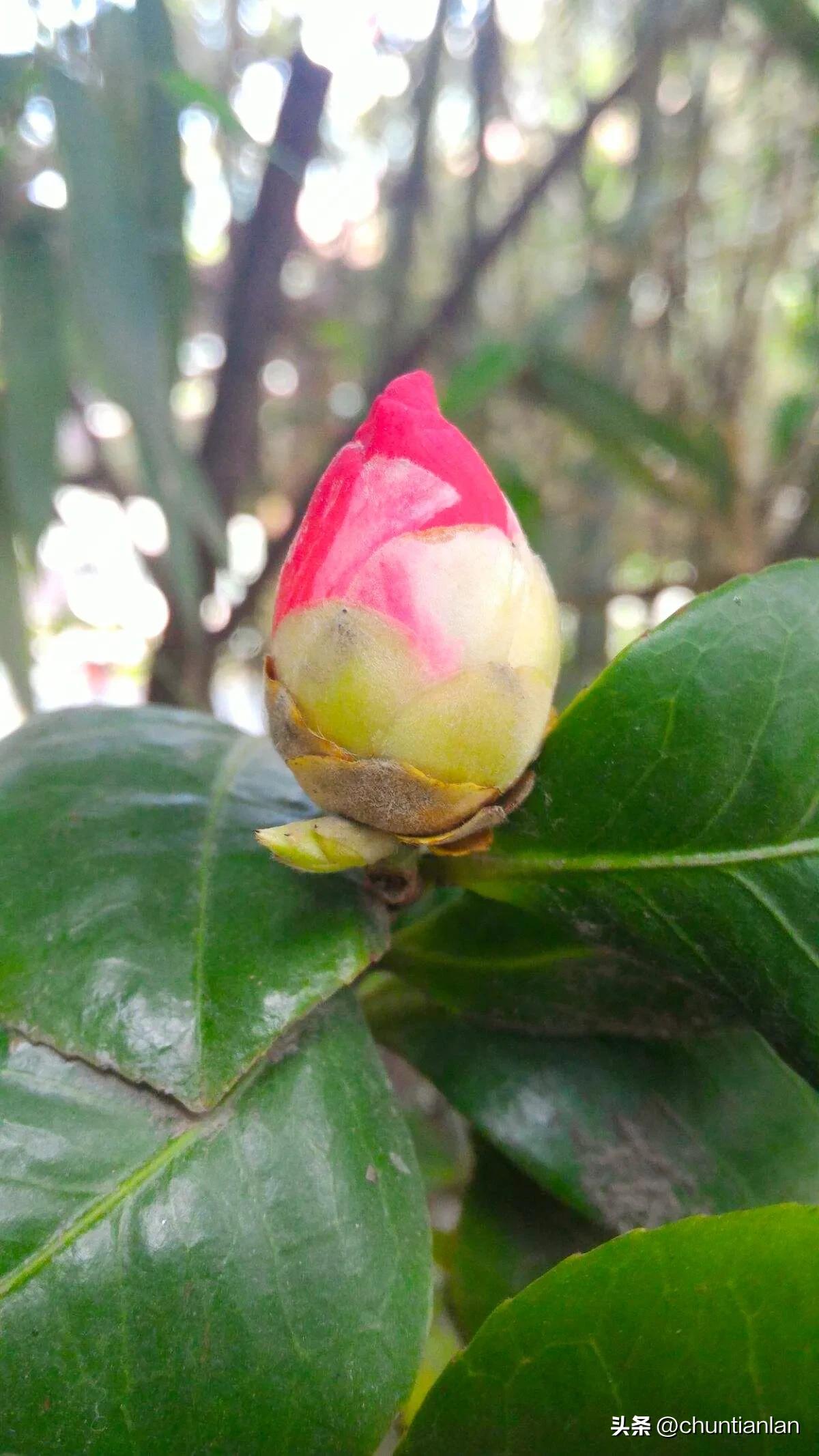 山茶花纯音乐,山茶花