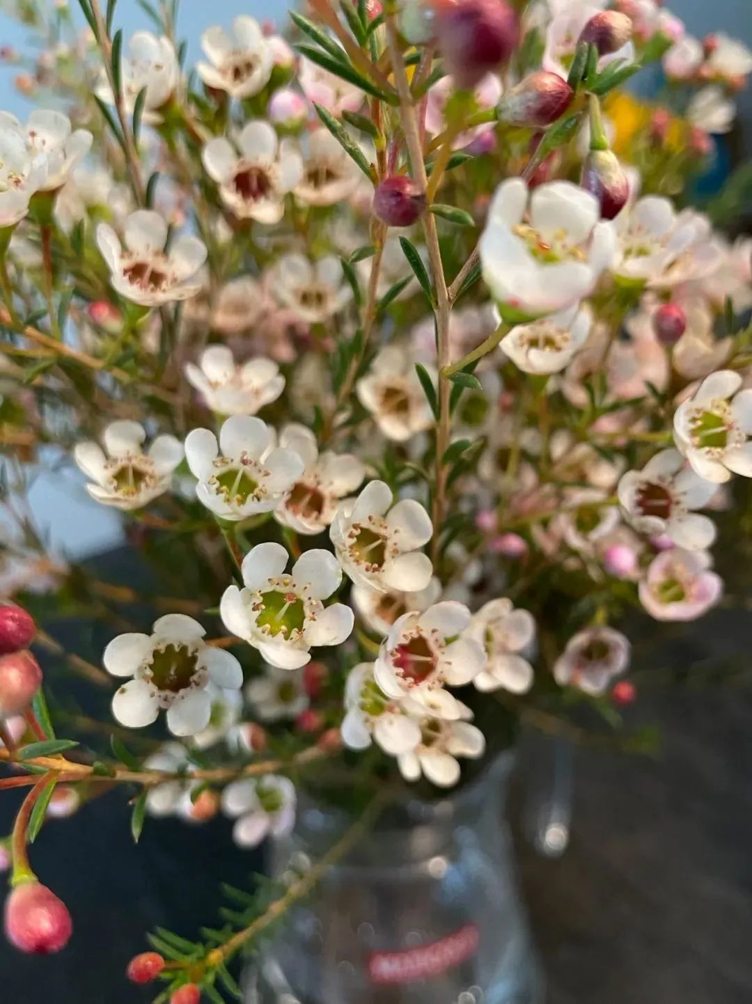 鲜花在水里能养几天会死,新加坡盆栽花卉怎么养