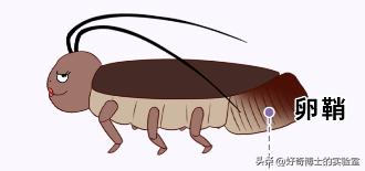 家里踩死的蟑螂，为啥一会儿就自动消失了？