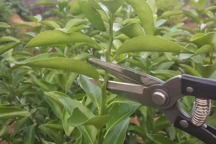 柑橘树夏梢怎么剪,柑橘采果后冬剪怎么剪法