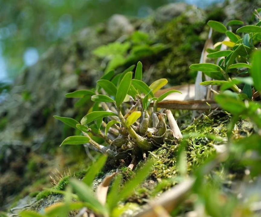 鲜野生铁皮石斛多少一克,野生石斛一般多少一克