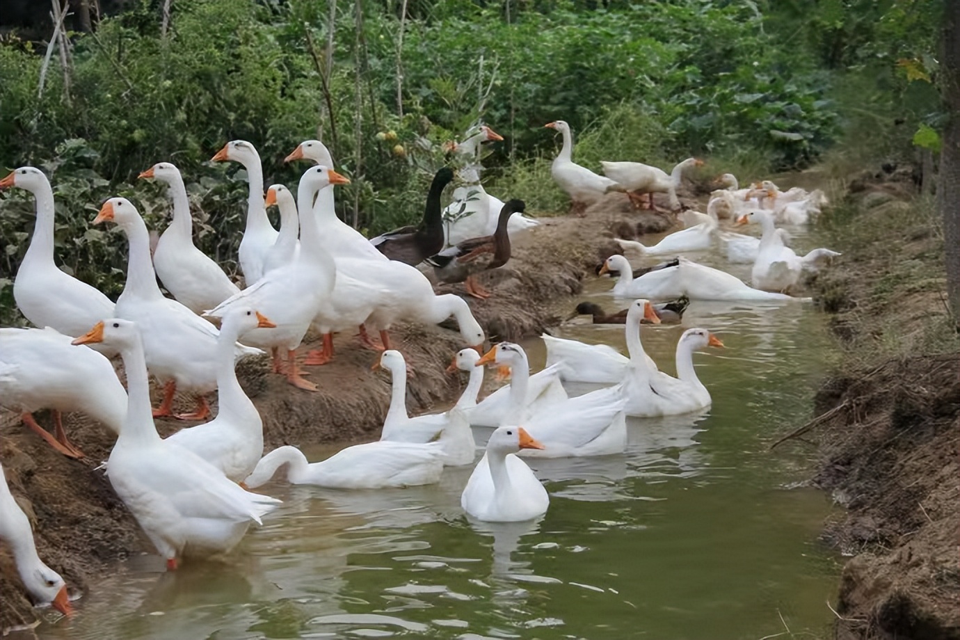 农村创业养50只大白鹅能卖多少钱,1亩地养鹅年收40万