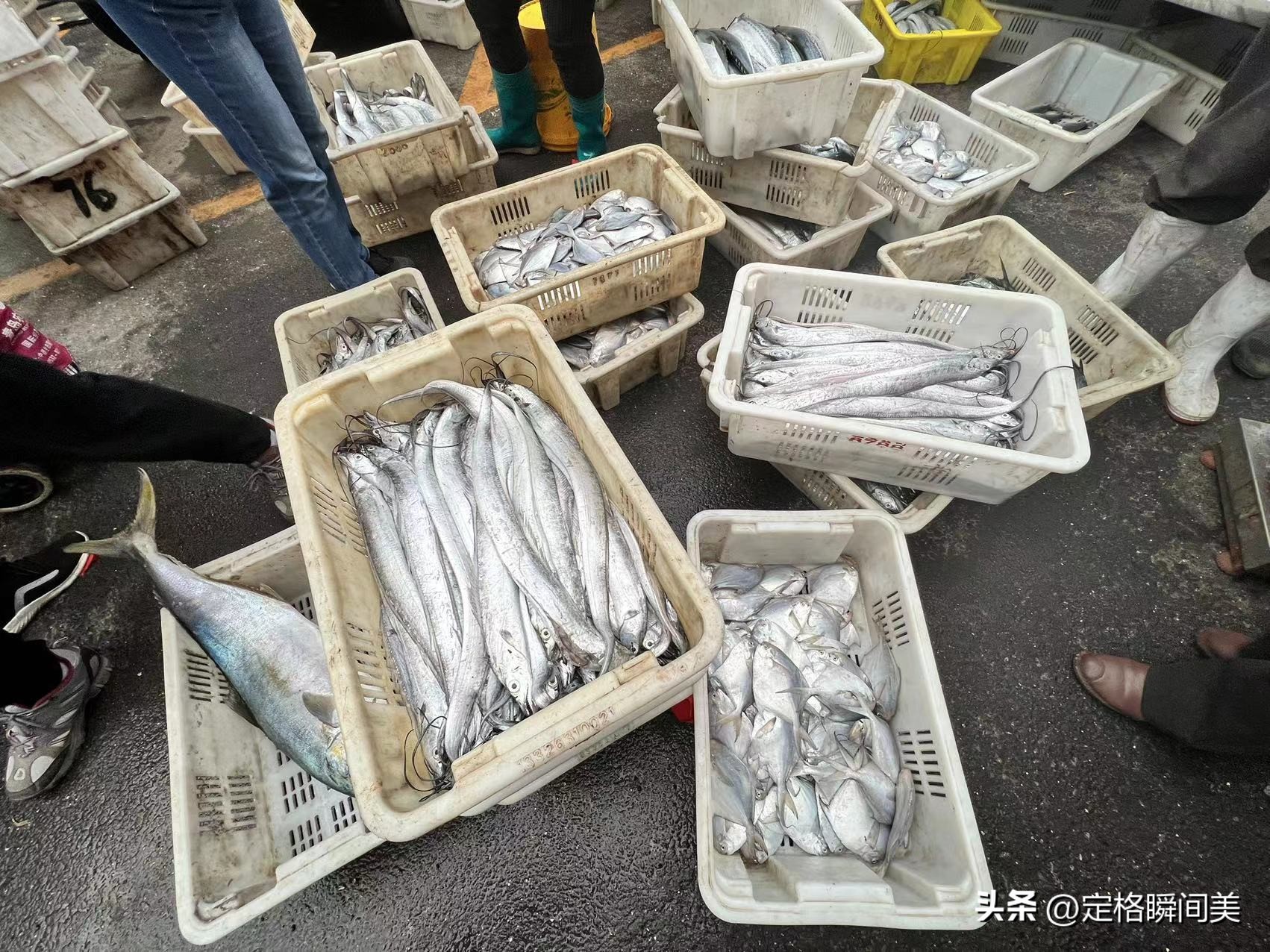 青岛鲳鱼价格,青岛今天鲳鱼价格最新行情