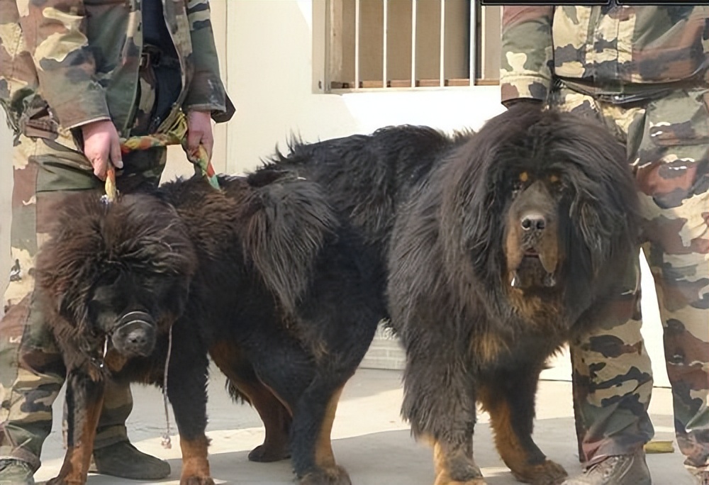 如今藏獒现状,藏獒价格为什么断崖式下跌