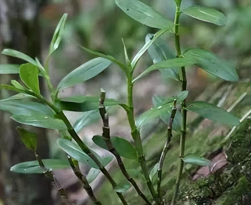 中药石斛对癌症有效吗,石斛清肺降火
