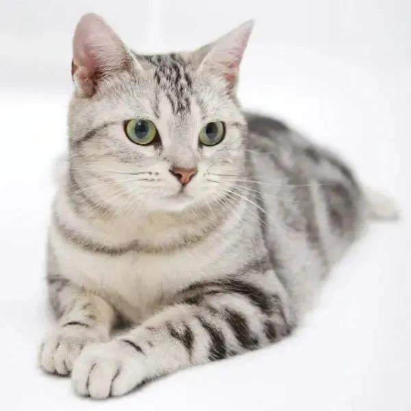 猫每天带你们认识不同品种的猫,猫咪品种知多少你都认识哪些猫