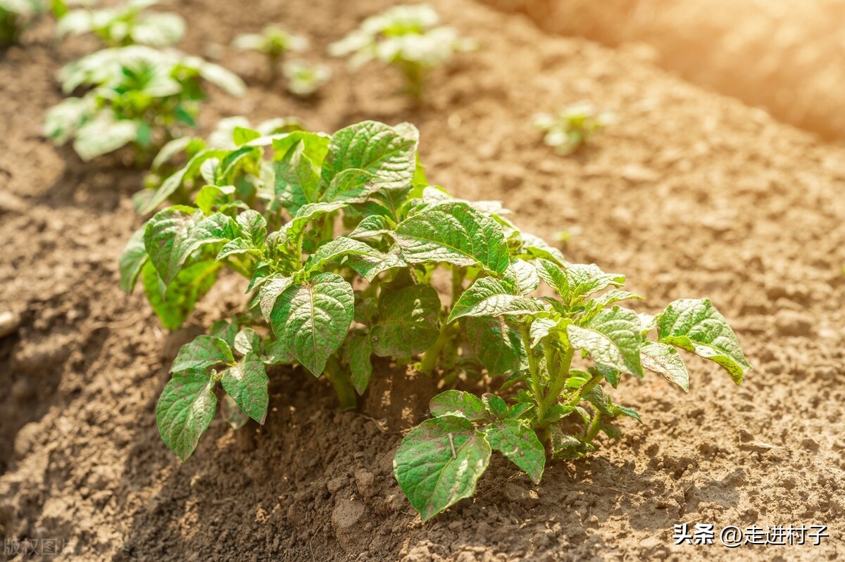 种植土豆放什么药不长虫,种土豆用什么农药防治地下害虫