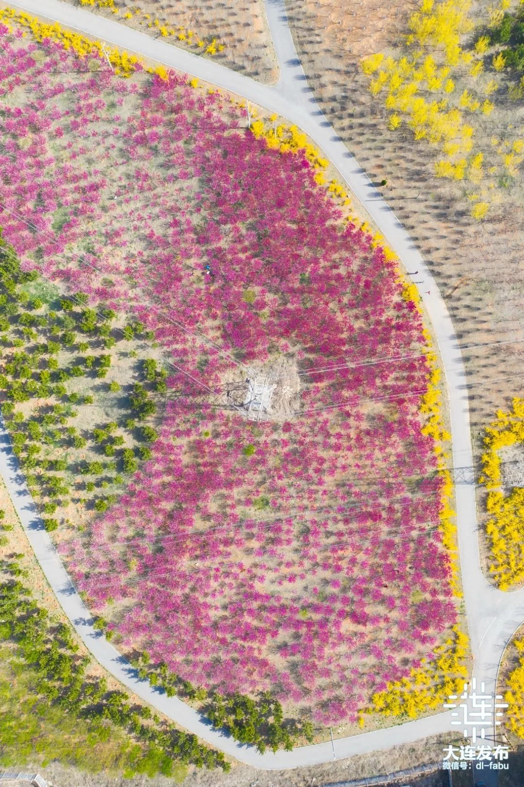 漫步大连,又是被“圈粉”的一天