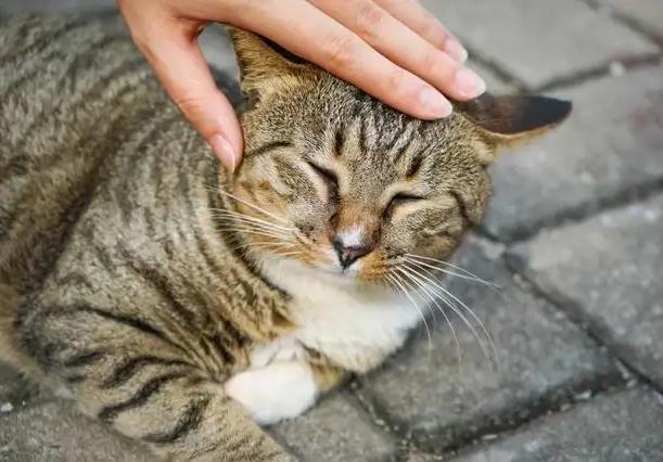 猫咪有这些行为说明被照顾得很好,猫咪安静时一般会想什么