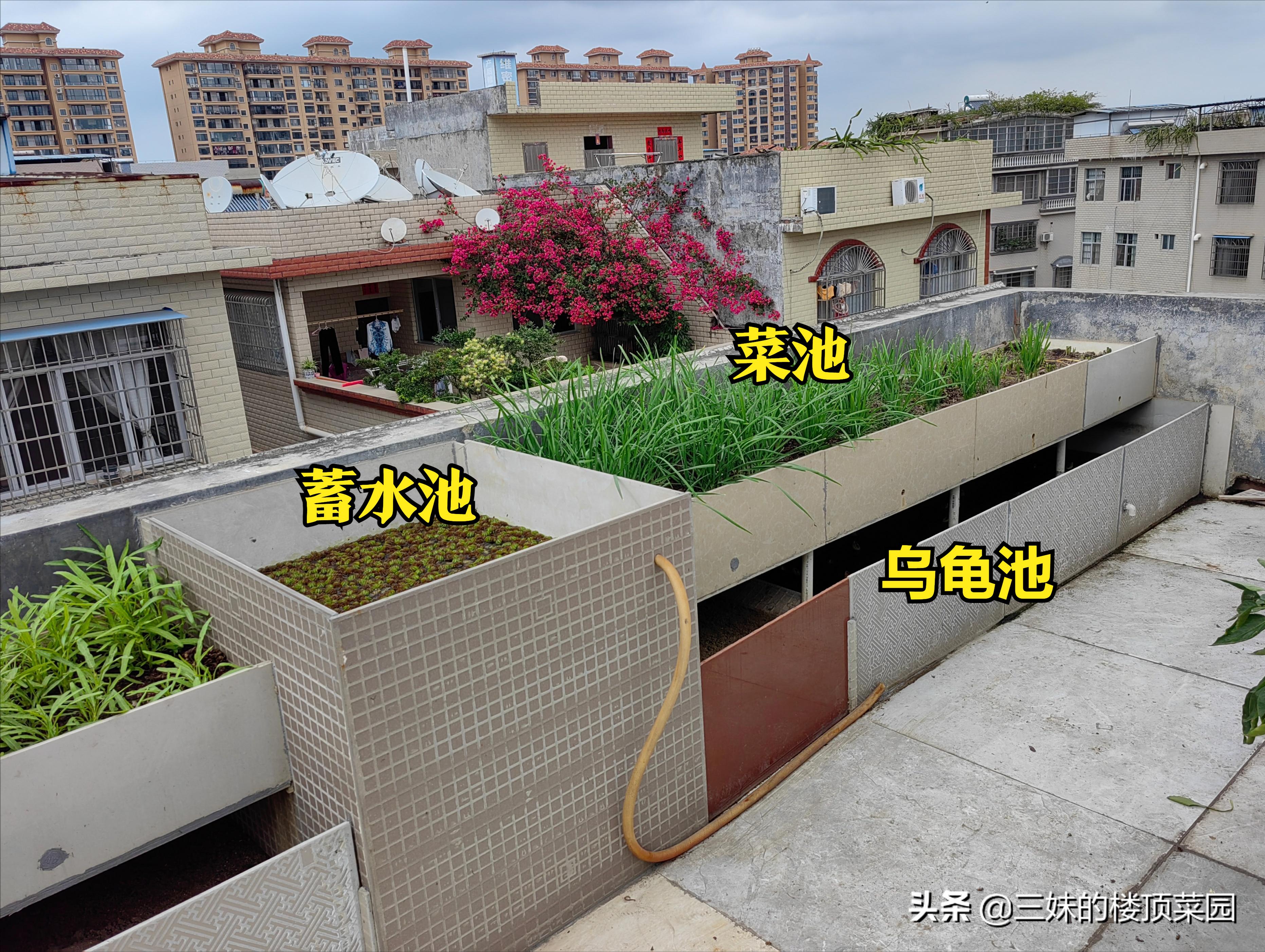 楼顶菜园：用结构粘瓷砖、水管做立体菜池的方法介绍，看你喜欢吗