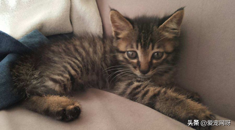 猫咪品种大全及图片,猫咪品种大全视频