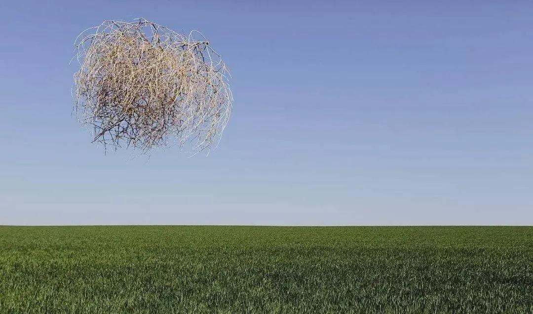 风滚草在美国泛滥成灾，入侵多条公路，为何在我国却难以长大？