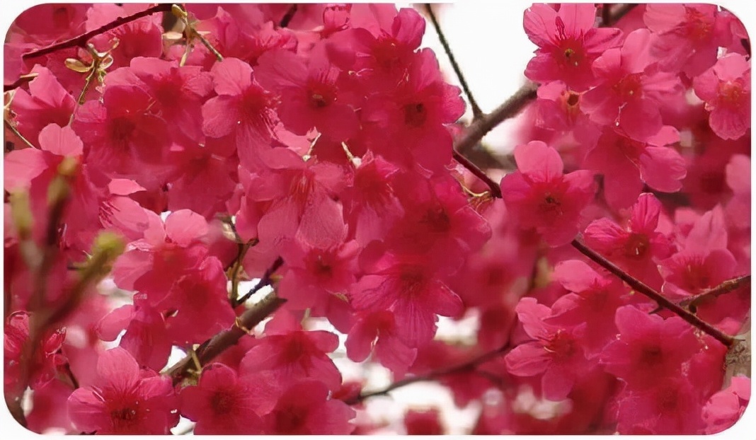 初春河津樱花图片大全,河津樱花品种大全