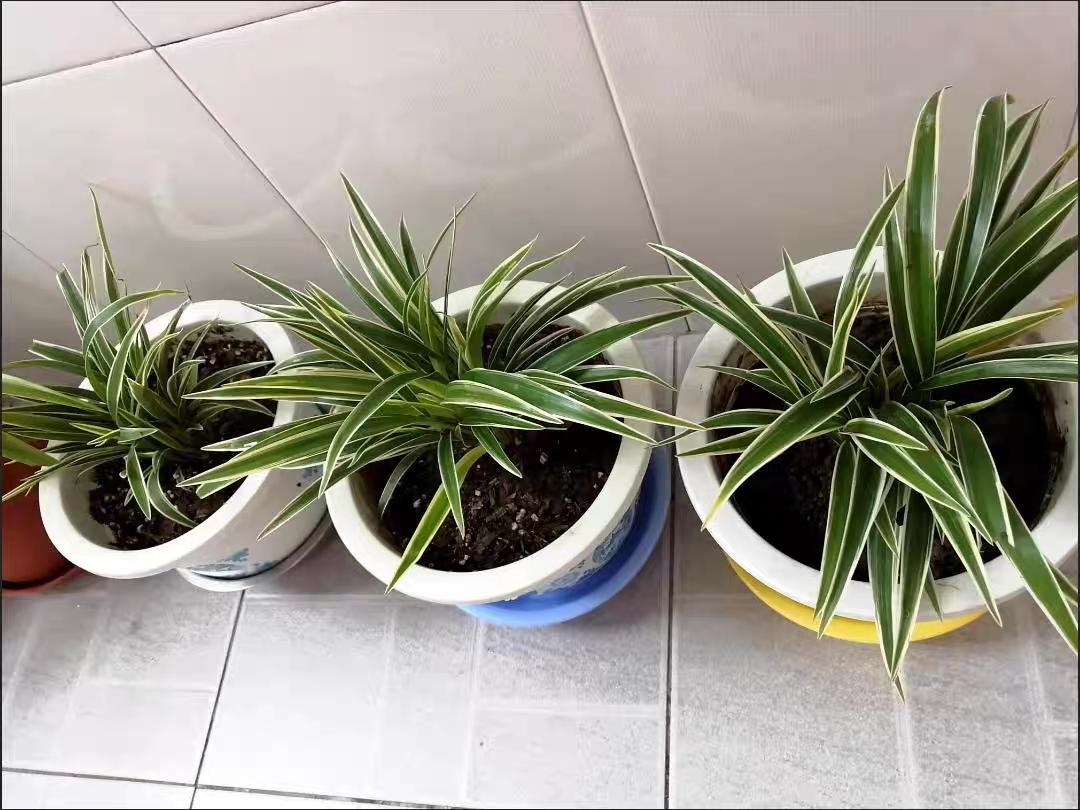 防辐射净化空气最好的植物是什么,适合南方养的净化空气的室内植物