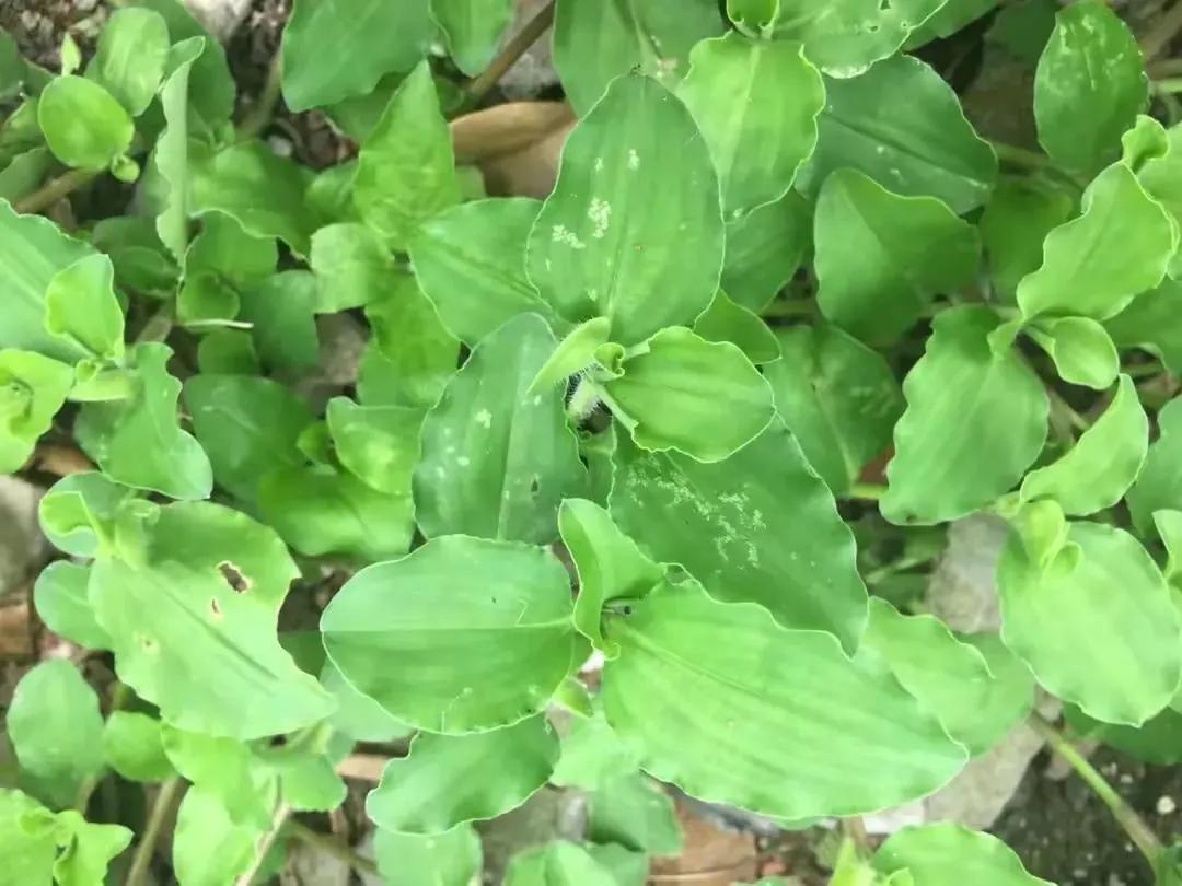 鸭跖草的“亲姐妹”，人称“火柴头”，若在菜地里发现，请别除掉