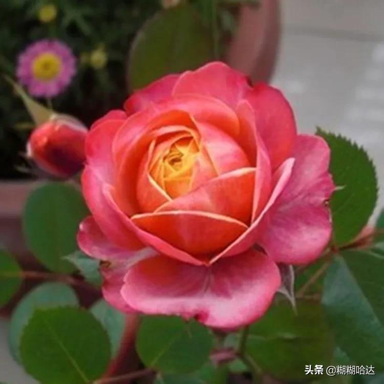 赏心悦目的花朵，风采万千，千姿百态，魅力无限，太美了