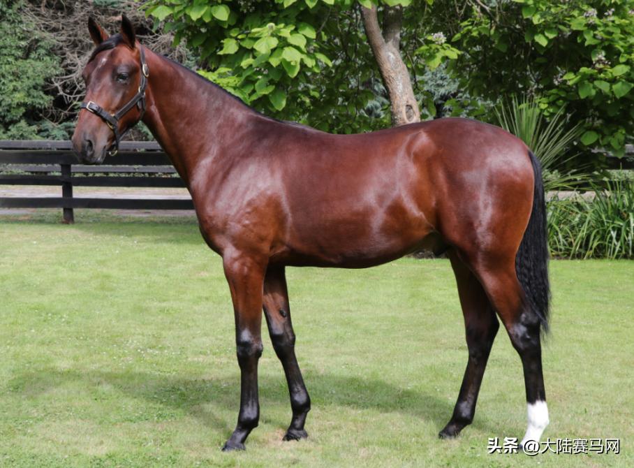 “超值”抢购新西兰官方拍卖会「流拍」走马的唯一机会，来啦！