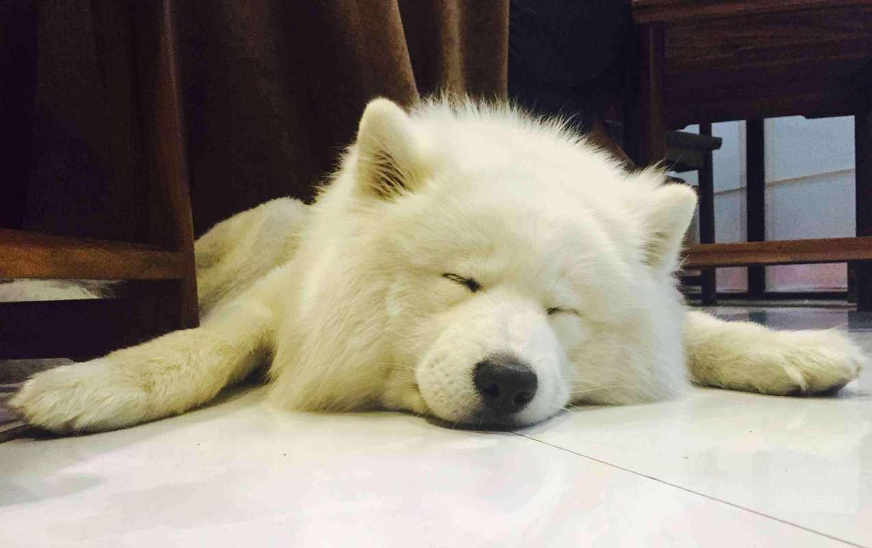 土狗和宠物狗到底有什么区别,土狗和宠物狗的区别