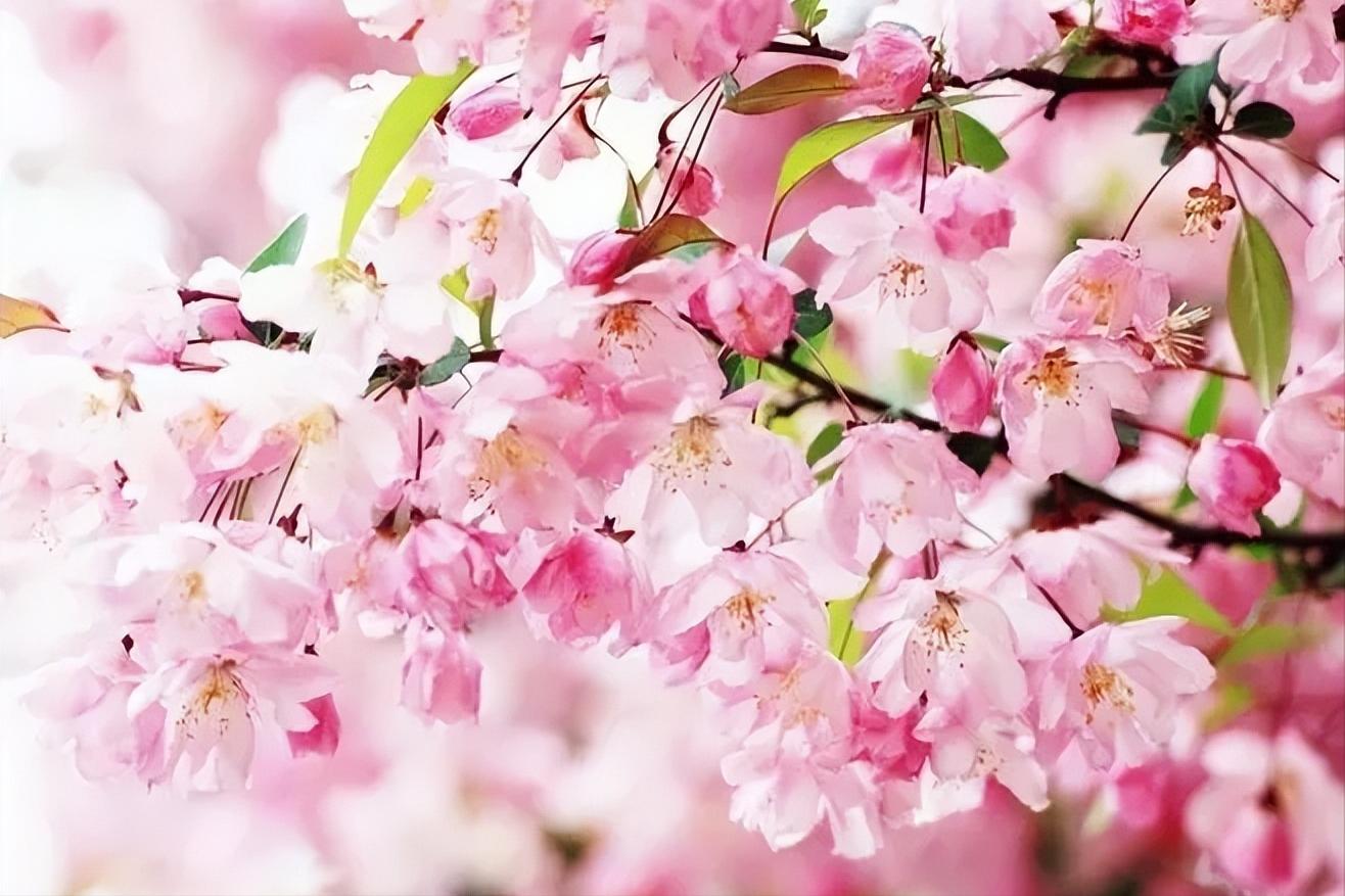 《诗经》里的桃花盛开，《桃夭》展示了女性的四种美？