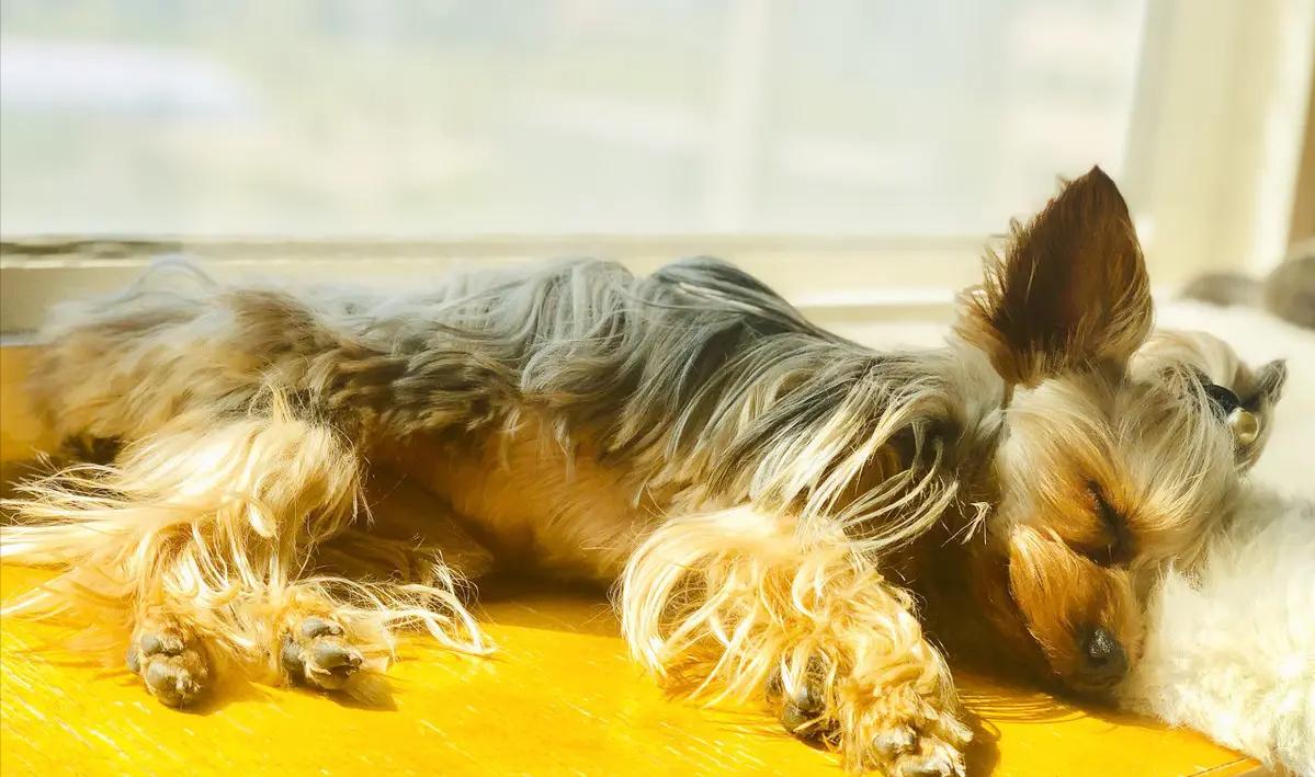 约克夏耳朵特别臭怎么办,约克夏犬黑便怎么办