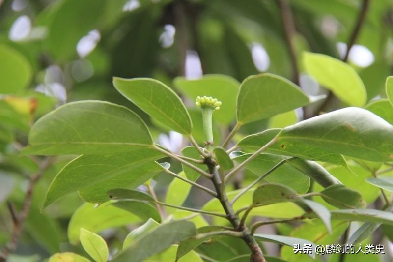 刺叶楤木五加科植物,楤木科的植物