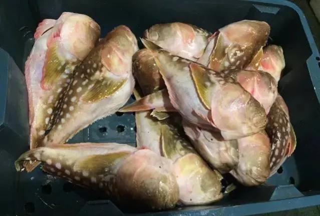 鱼类食材大全名称图片,鱼类菜谱大全100种