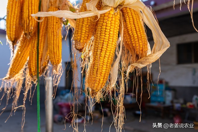 玉米价格今日能反弹吗,玉米价格或迎来大跌