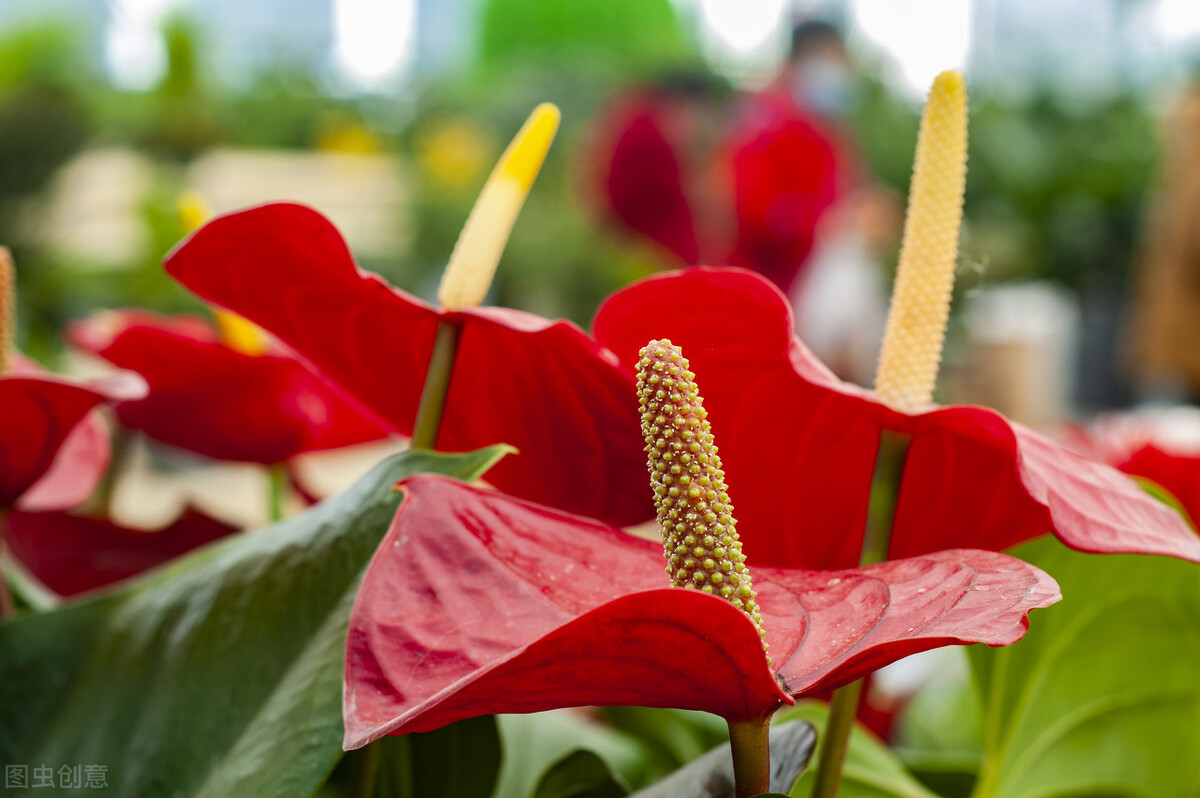养的红掌黄叶是怎么回事,冬天水培红掌叶子发黄怎么办