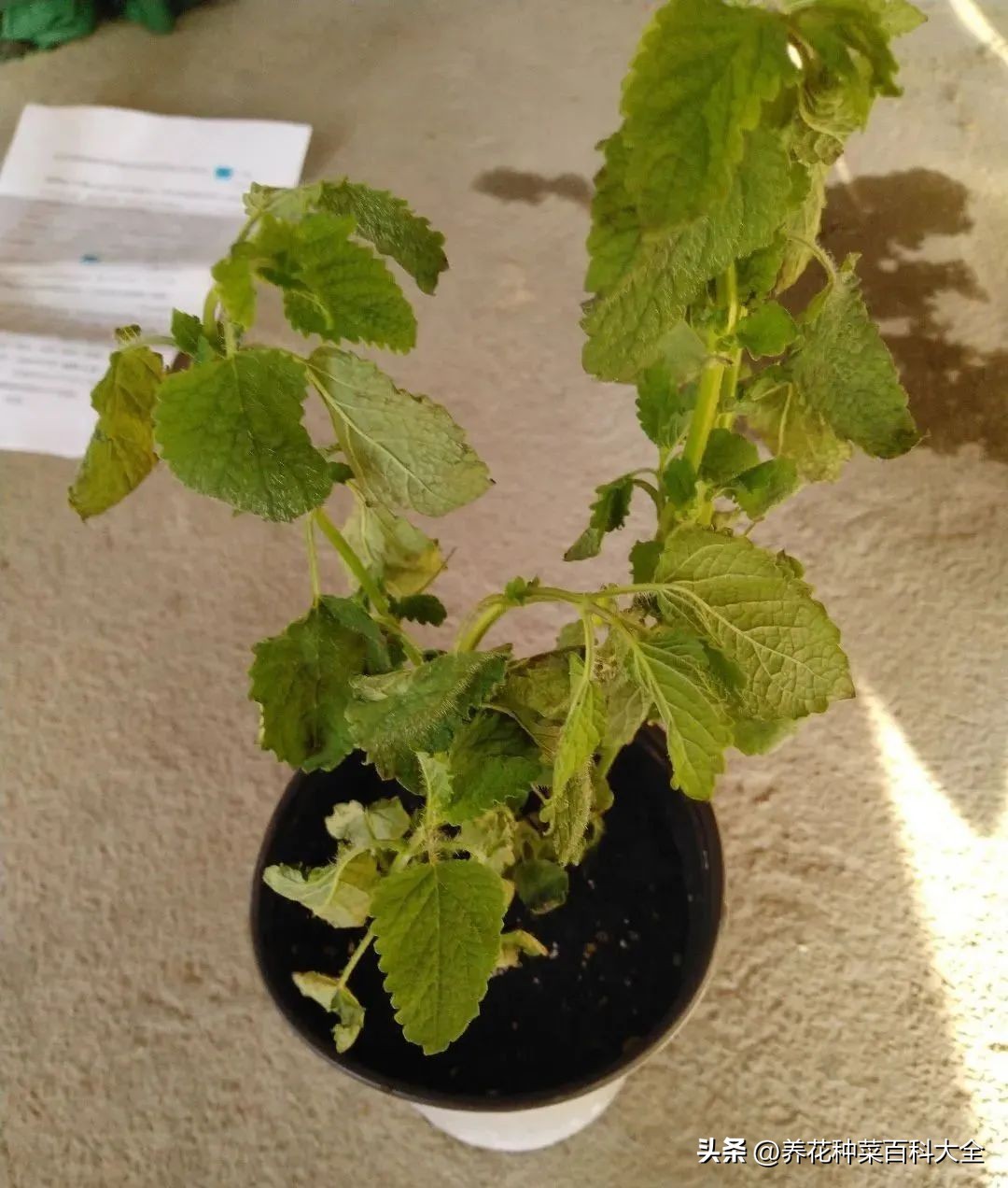 夏天如何拯救晒伤的花卉,太阳暴晒花卉怎么办