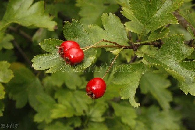 牛大妈熟牛肉,牛大妈真名
