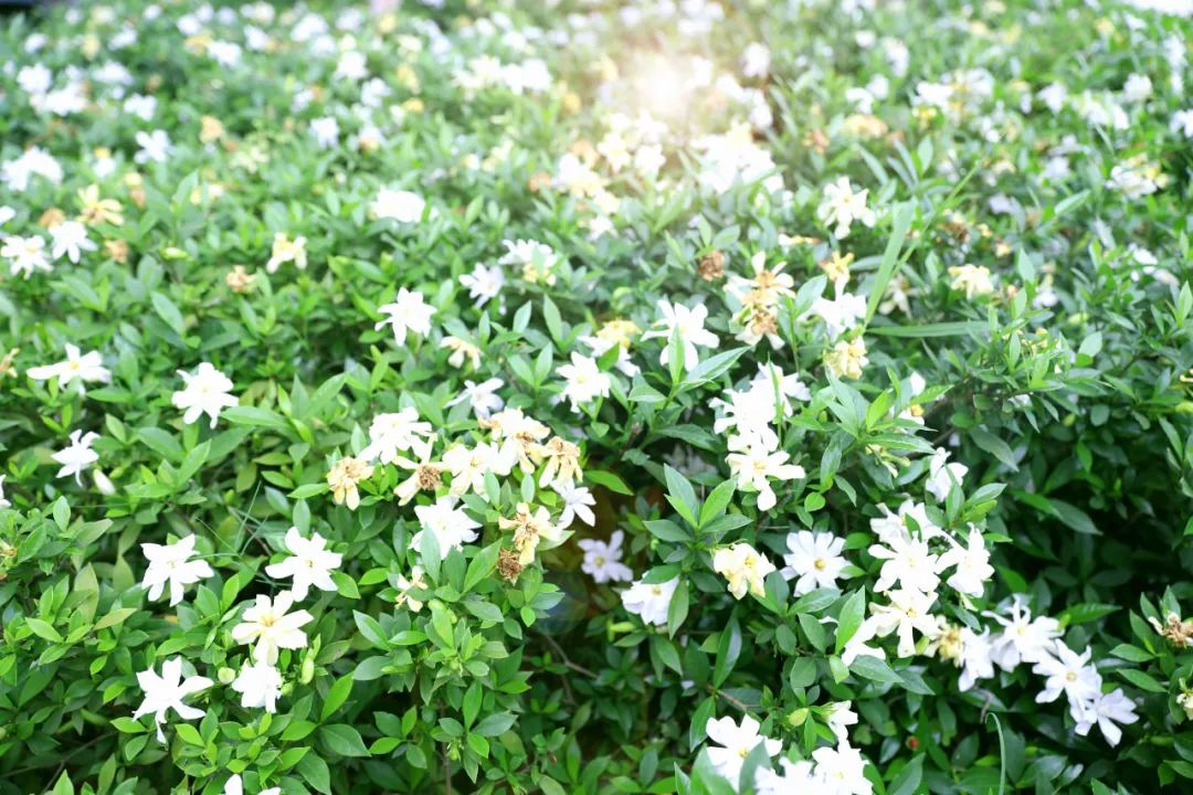 益阳妇幼保健医院详情介绍,益阳市妇幼保健院创三甲