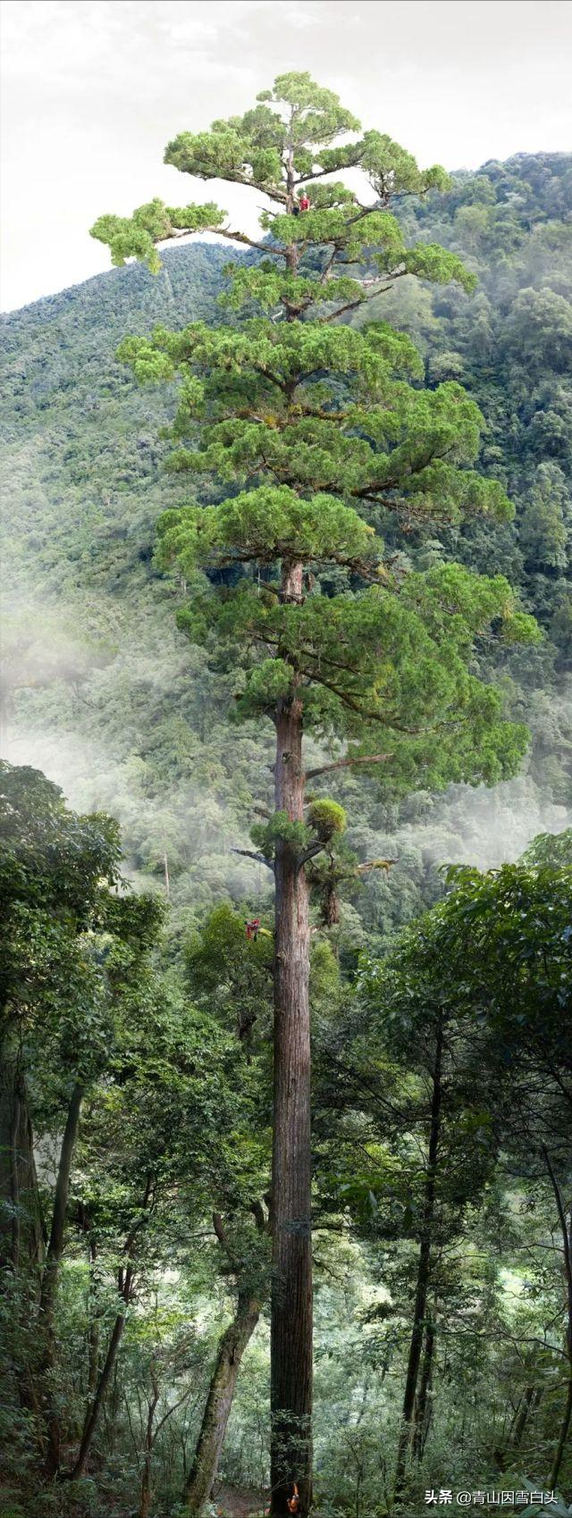 秃杉种多少年可以卖,秃杉树苗