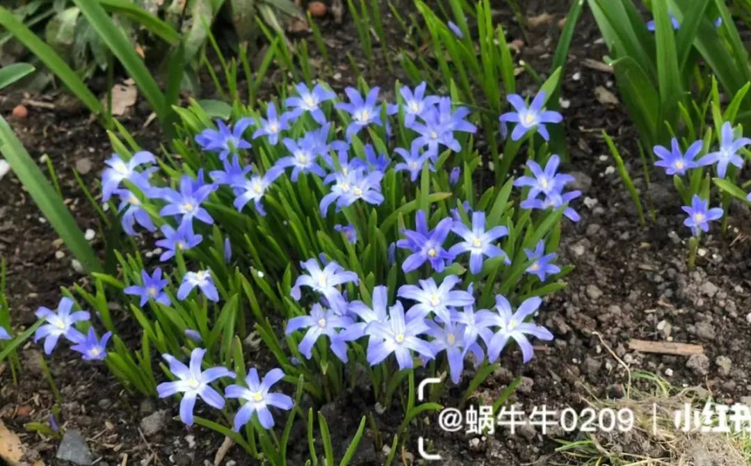 球根类花卉有哪些比较好养,有哪些好看的球根花卉盆栽