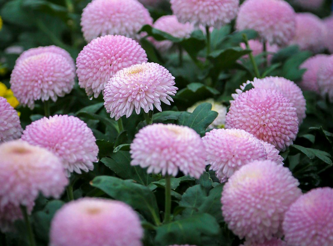 春游观赏的花有哪些,春天赏花什么花好看