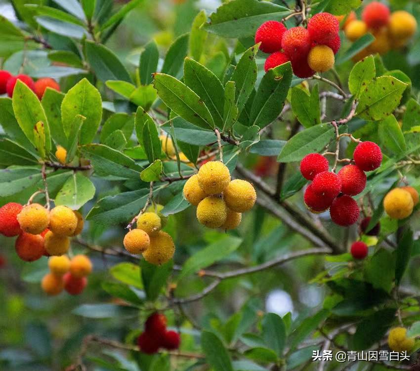 种植草莓一亩地能挣多少钱,草莓树种植地区