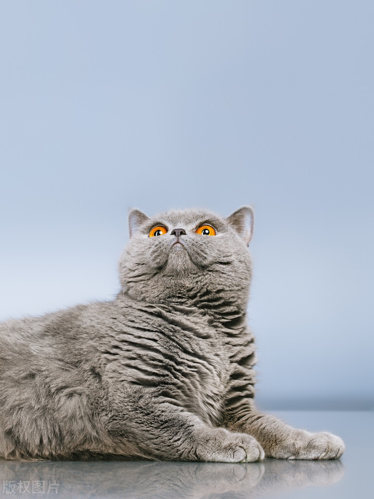 宠物猫养什么品种好,宠物猫什么品种好养又便宜