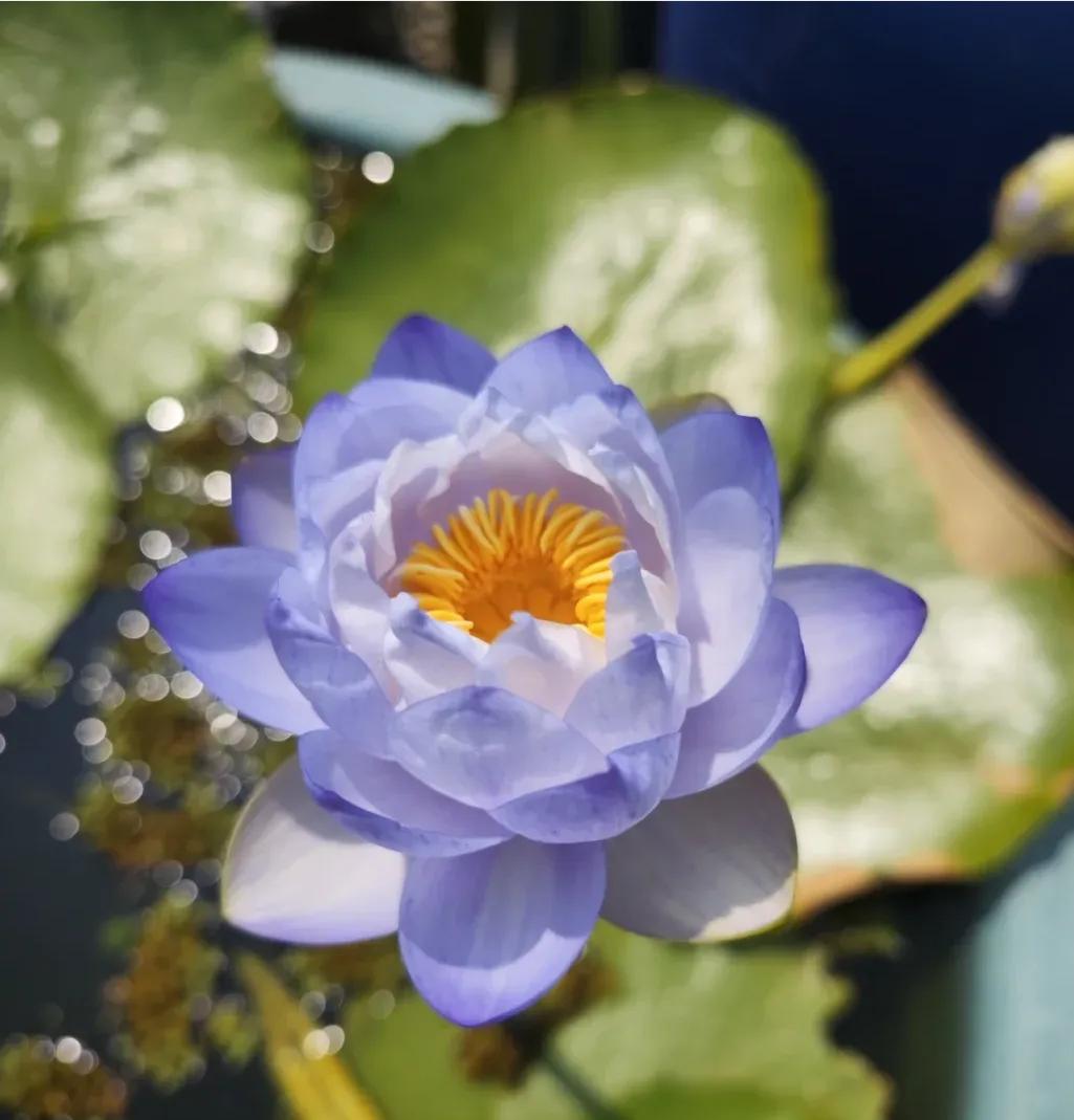 古人穿紫色衣服的象征意义,紫色的象征意义是什么