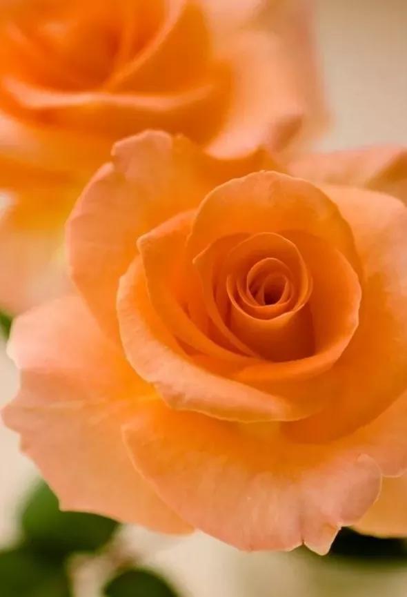 玫瑰花花语,玫瑰花花语列表