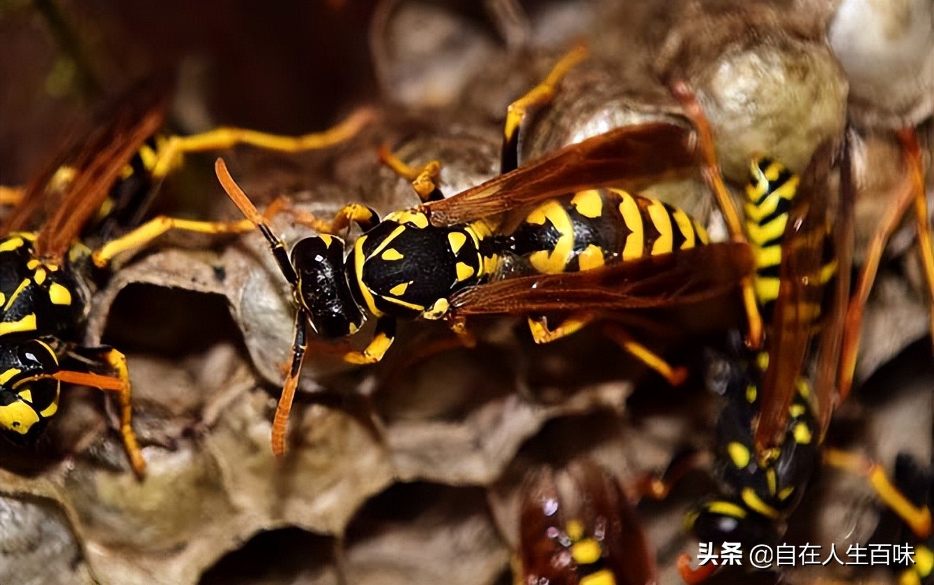 农村常见的虫子各叫什么名字,农村房子里面常见的虫子有哪些