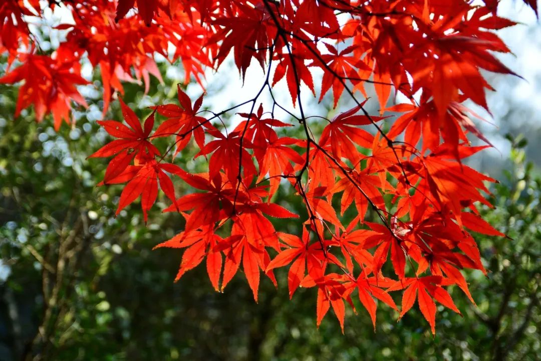 秋风的唯美诗词,十首最好的秋风诗