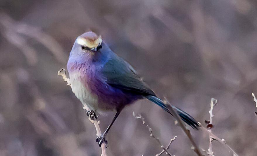 所有鸟图片大全大图,50张最佳鸟类摄影作品